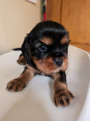 Chiot N°1