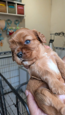 Chiot N°5