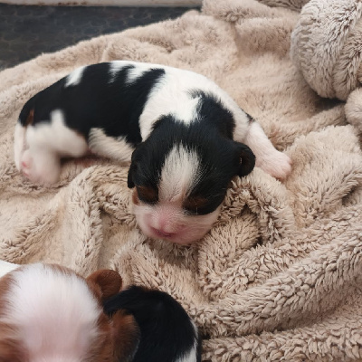 CHIOT 1