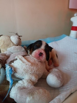 CHIOT