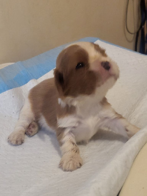 CHIOT 2