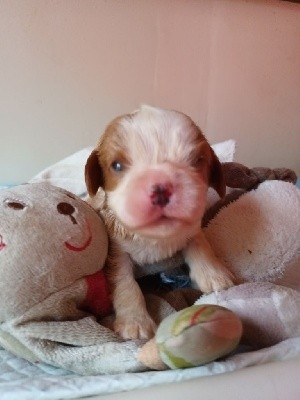 CHIOT