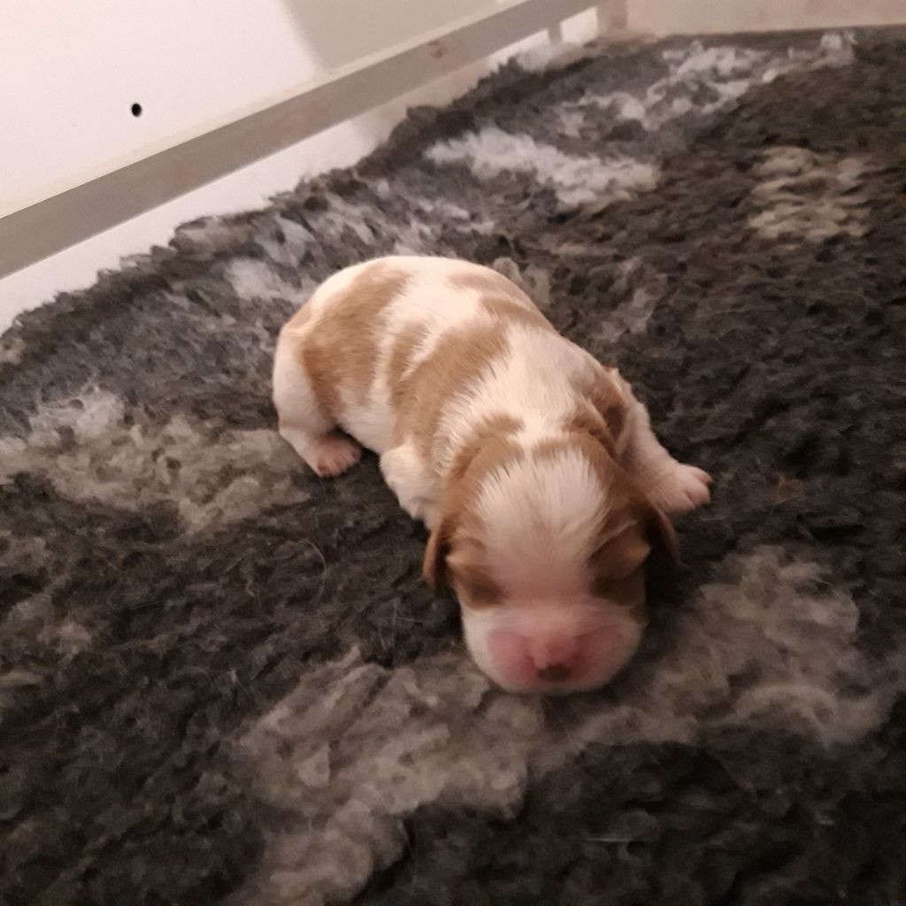 Du Bois Des Girardons - Cavalier King Charles Spaniel - Portée née le 01/10/2019