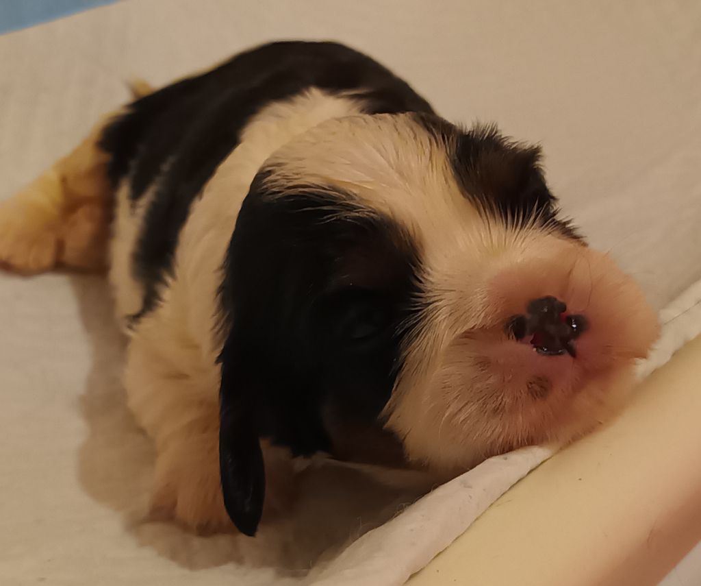 Du Bois Des Girardons - Cavalier King Charles Spaniel - Portée née le 20/10/2022