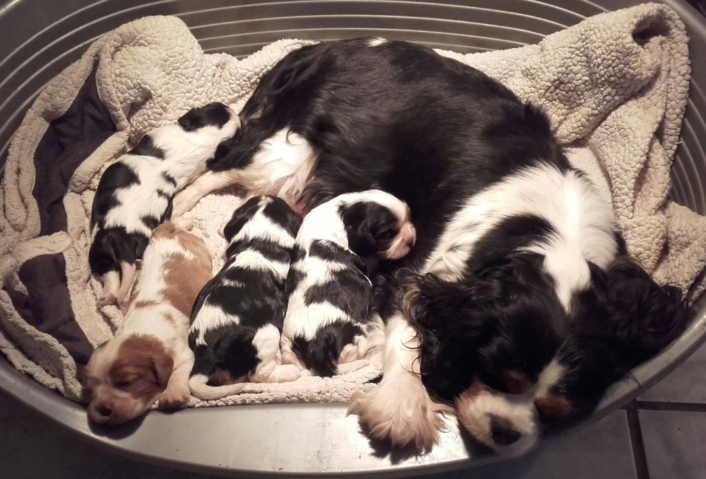 Du Bois Des Girardons - Cavalier King Charles Spaniel - Portée née le 23/09/2018