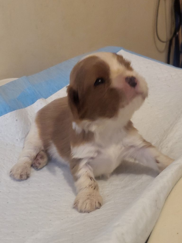 Du Bois Des Girardons - Chiots disponibles - Cavalier King Charles Spaniel