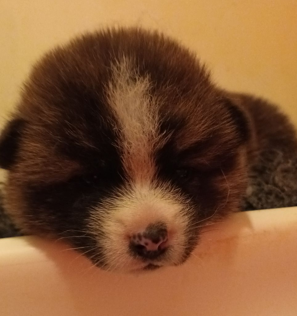 Du Bois Des Girardons - Akita - Portée née le 28/11/2021