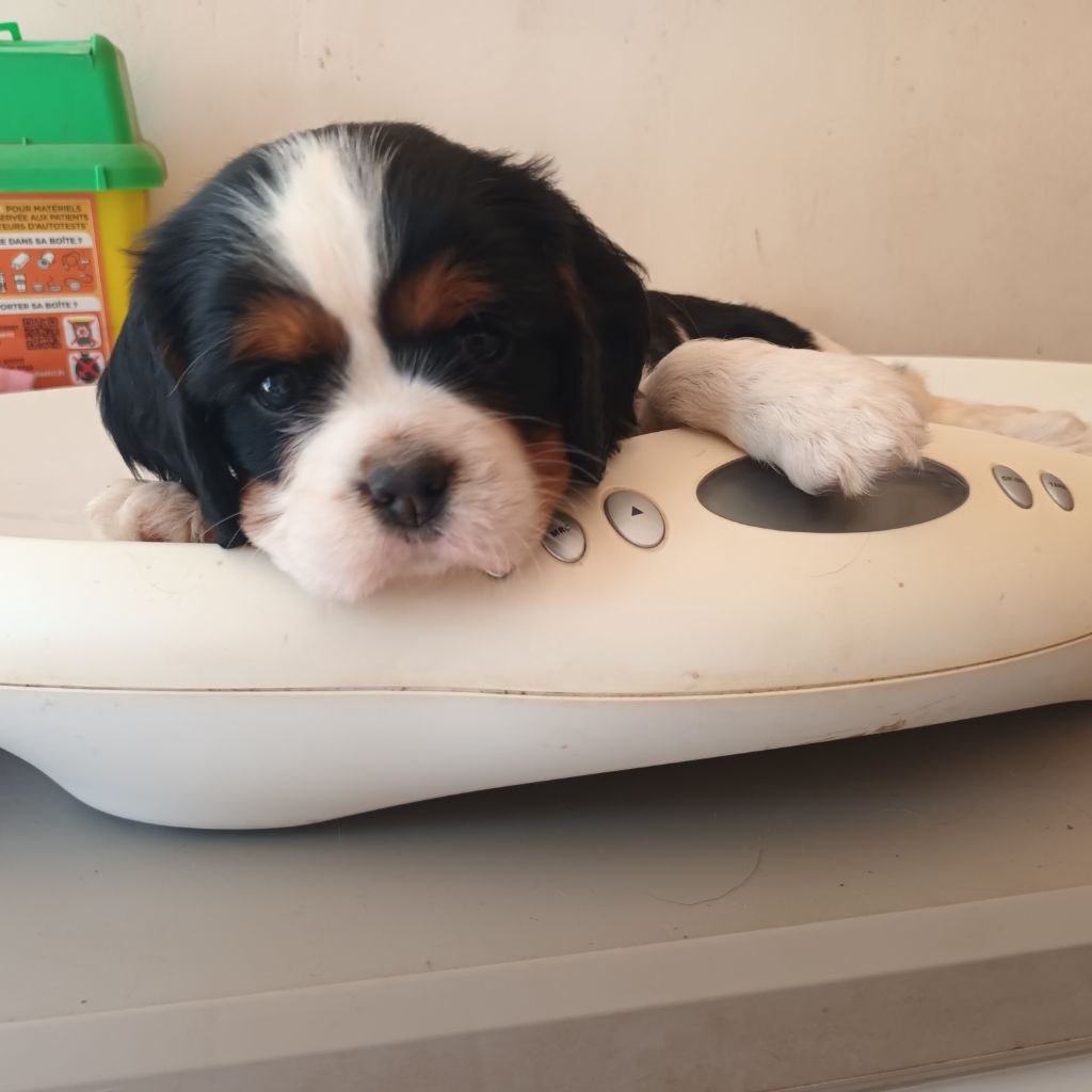 Du Bois Des Girardons - Chiots disponibles - Cavalier King Charles Spaniel