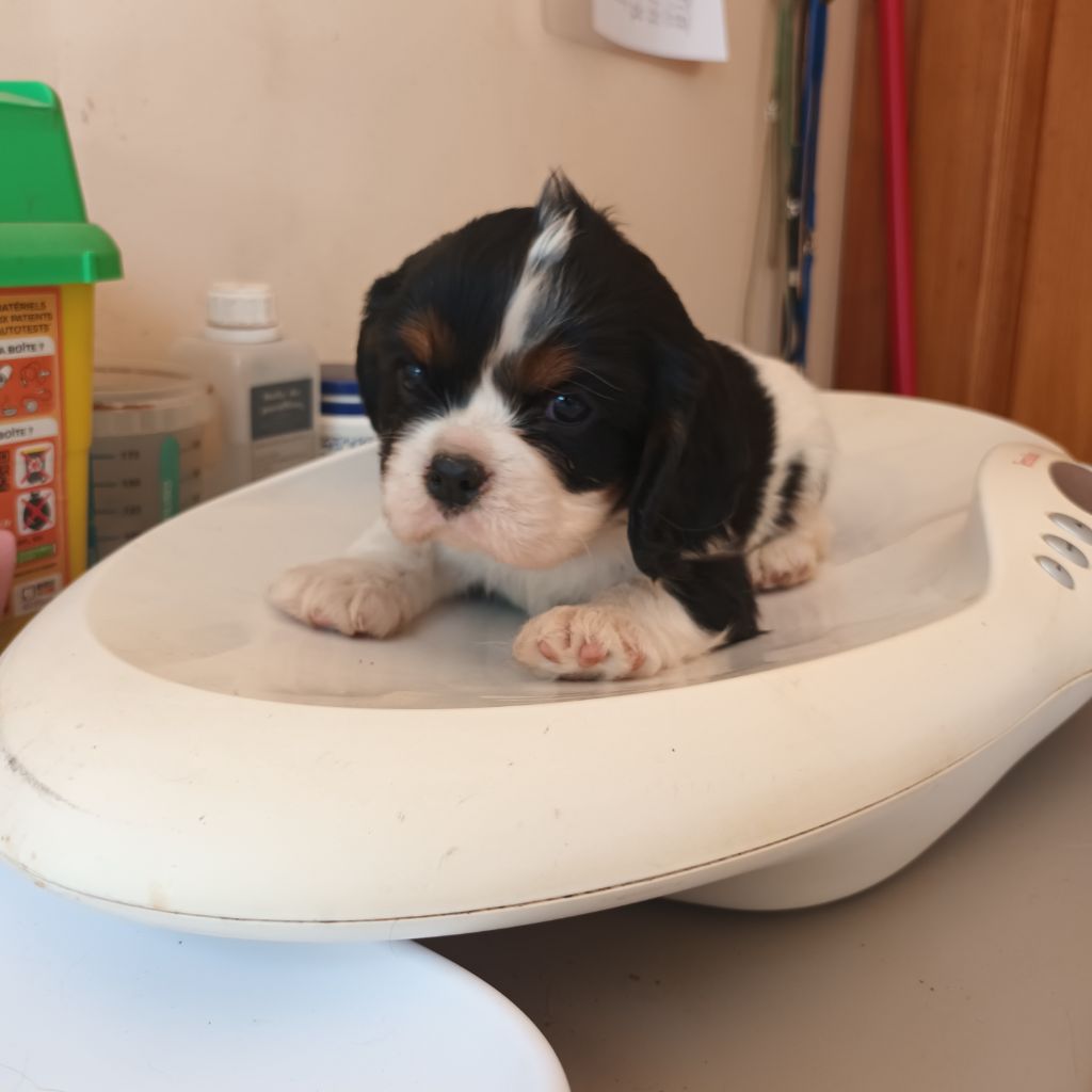 Du Bois Des Girardons - Chiots disponibles - Cavalier King Charles Spaniel