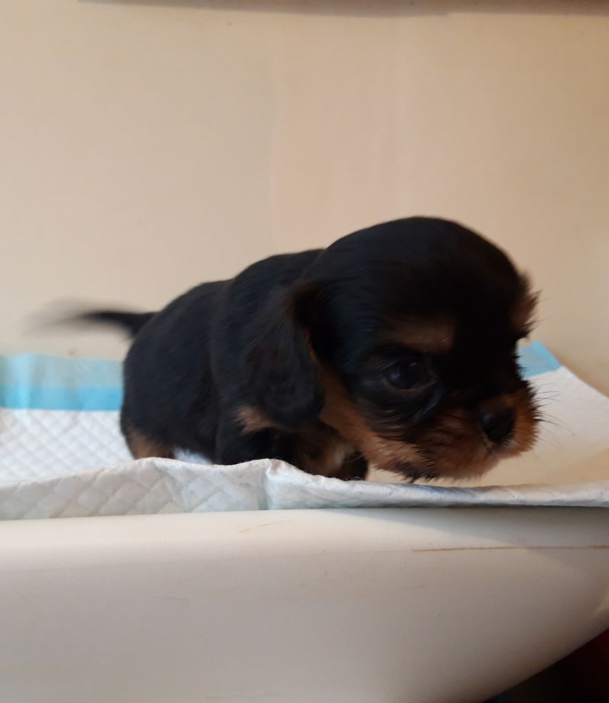 Du Bois Des Girardons - Cavalier King Charles Spaniel - Portée née le 01/12/2019